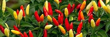 Red‑Yellow Tabasco Pepper Capsicum annuum seeds for garden planting